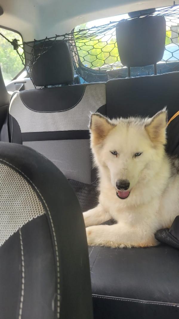 Donut, una dolcissima Husky Foto 2